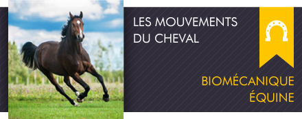 Equimouv Le Mouvement En Sport Equestre